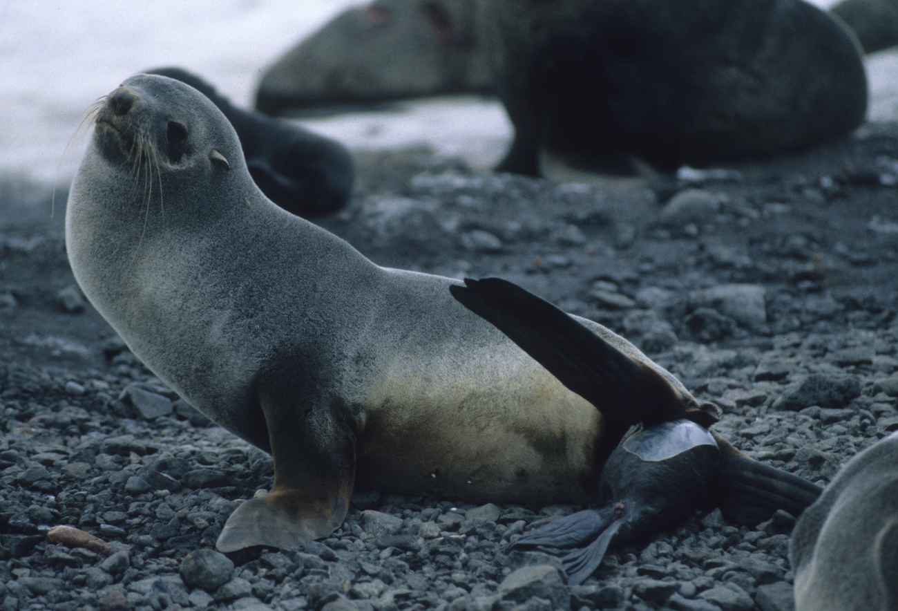 An Antarctic fur seal giving birth, or 'pupping at Cape Shirreff, LivingstonIsland