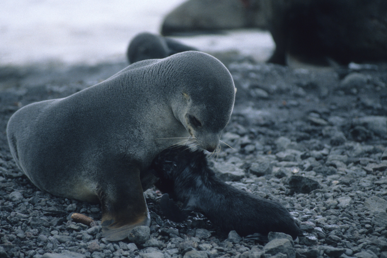 A female Antarctic fur seal and her newborn pup, only minutes old