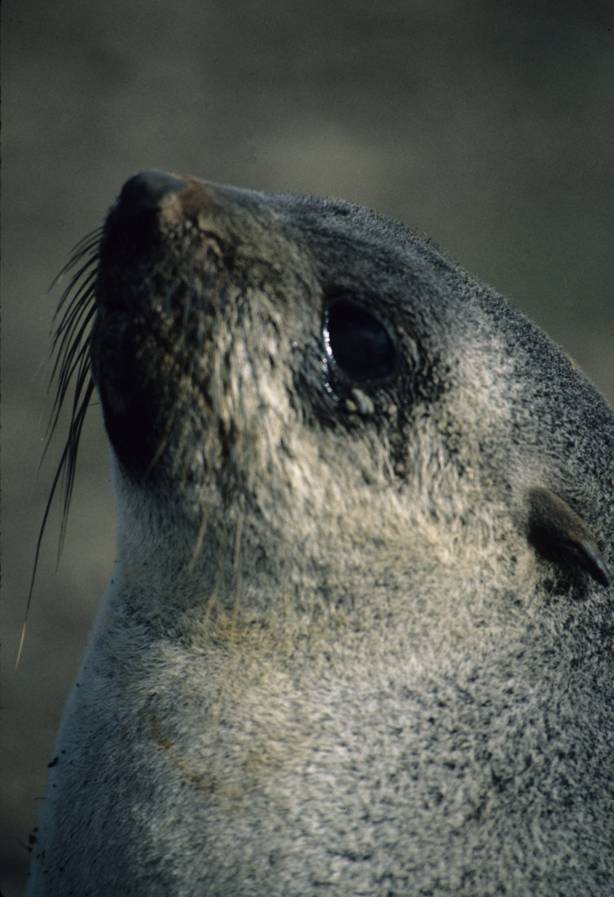 Close up of an Antarctic fur seal, basking in the sun
