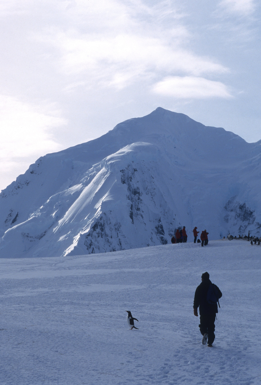 An AMLR scientist treks along a glacier in the morning silence, with only apenguin for company