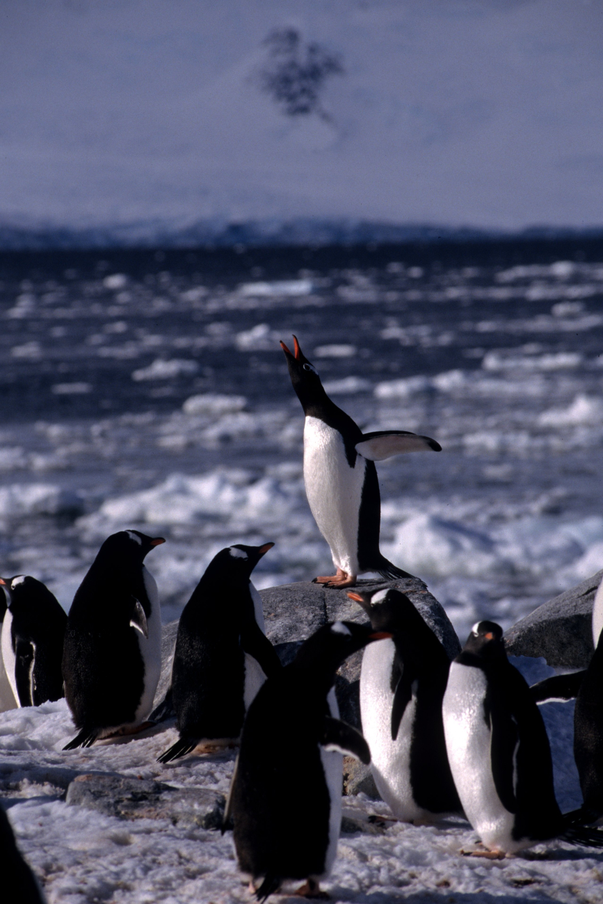 A gentoo penguin performing a courtship display