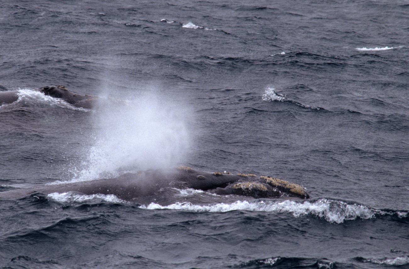 A southern right whale in the Southern Ocean