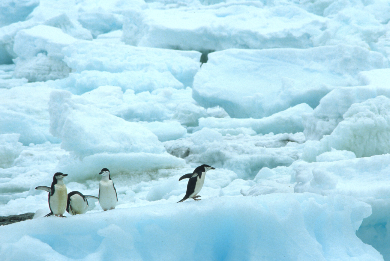 A group of chinstrap penguins on pack ice