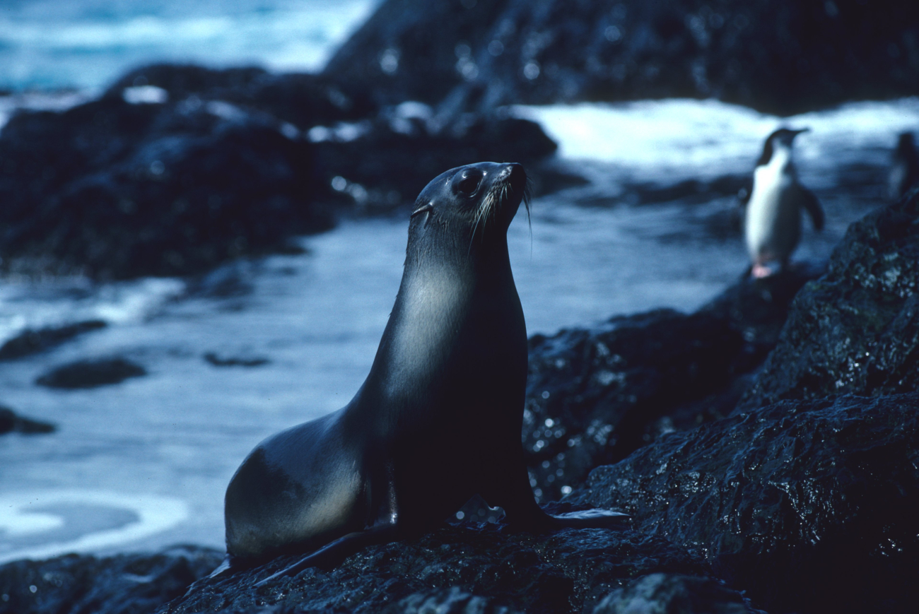 A female Antarctic fur seal after a swim