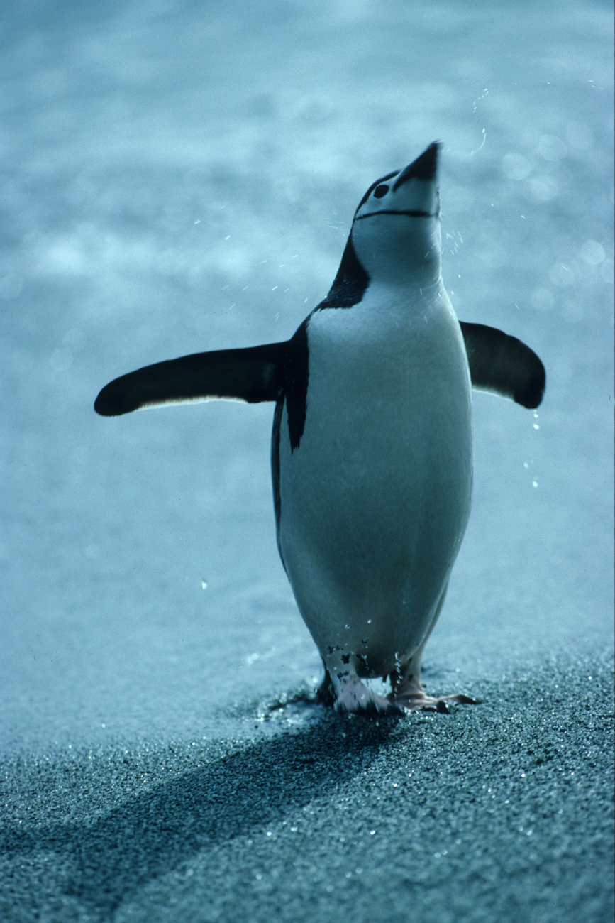 A chinstrap penguin after swimming