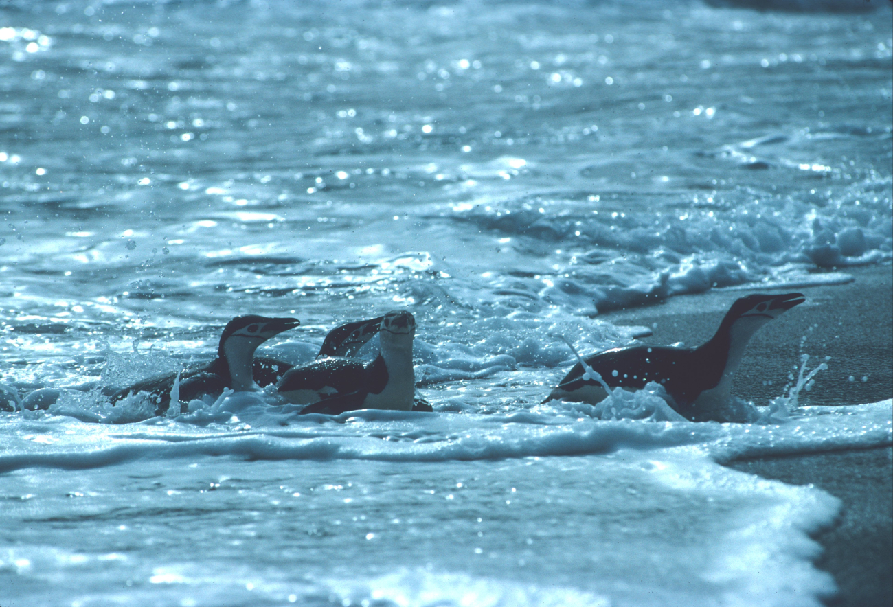 Chinstrap penguins returning to the beach after a foraging trip