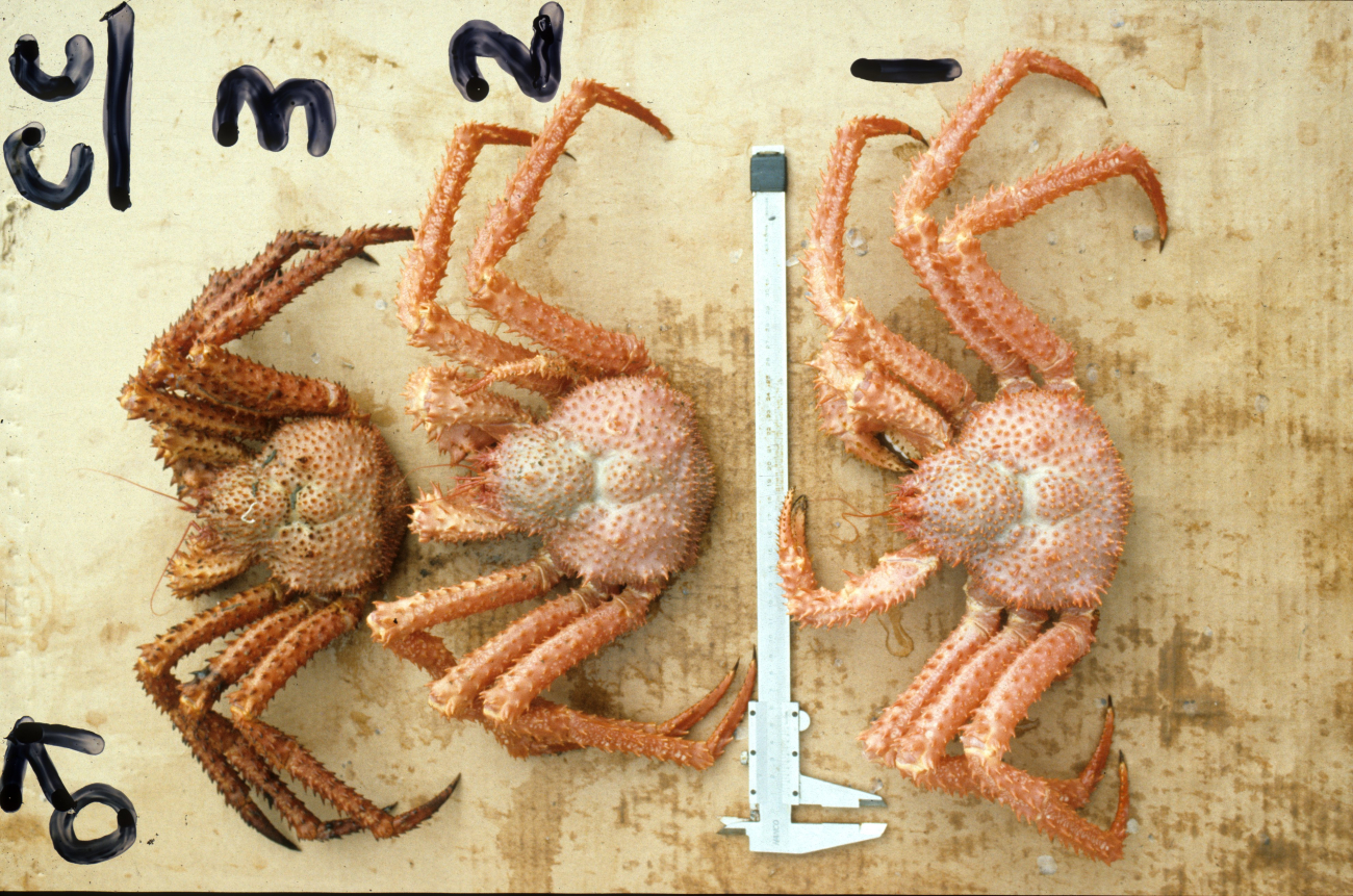 Variation in shell condition in male spino crabs