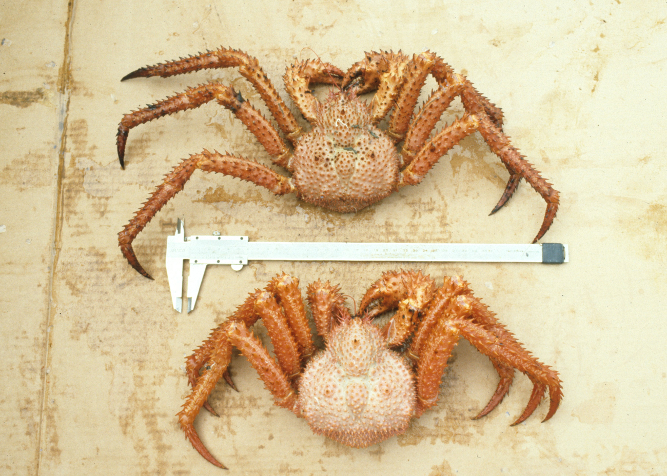 Measuring spino crabs