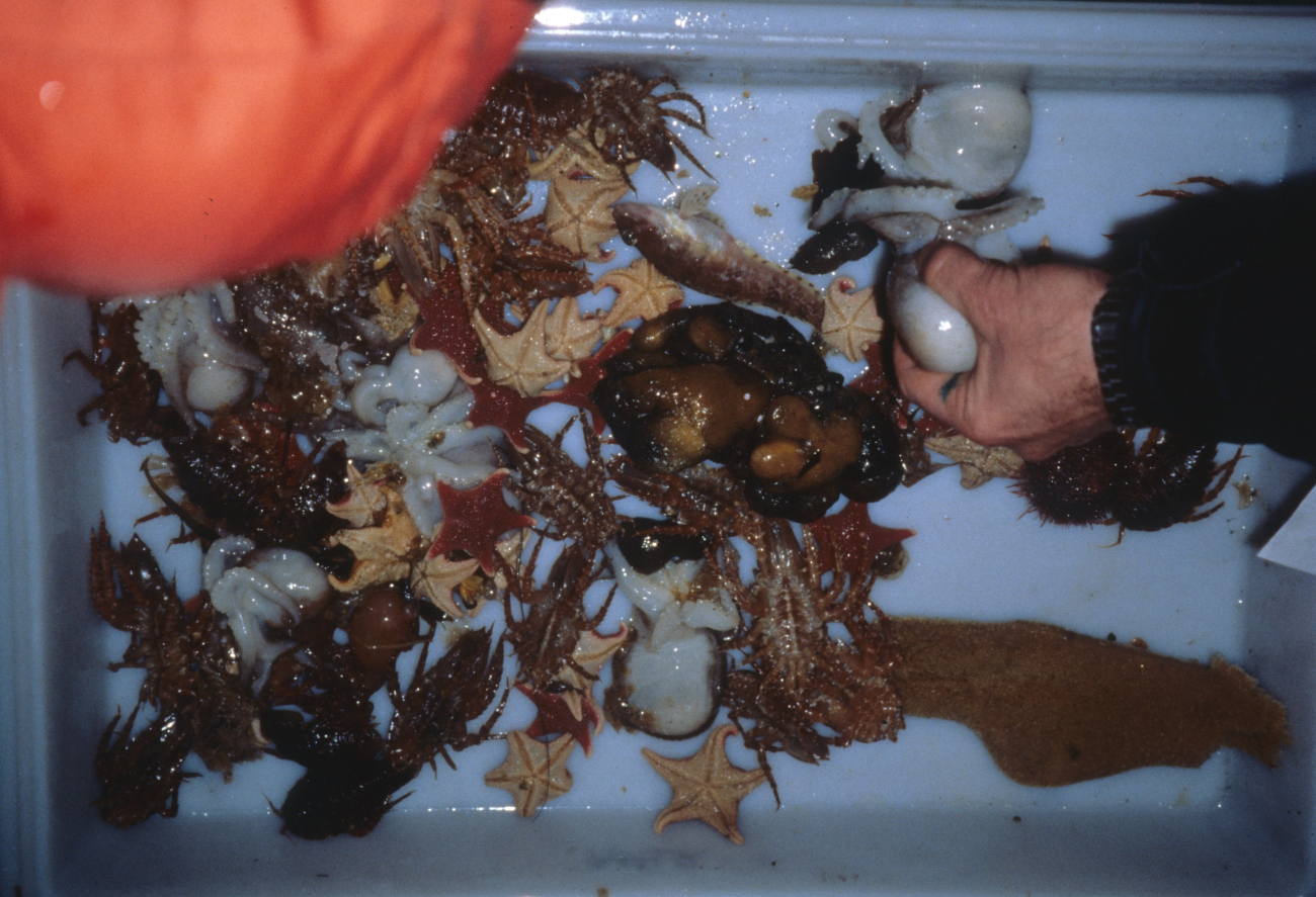 Sea stars, crabs and octopus in a benthic invertebrate catch