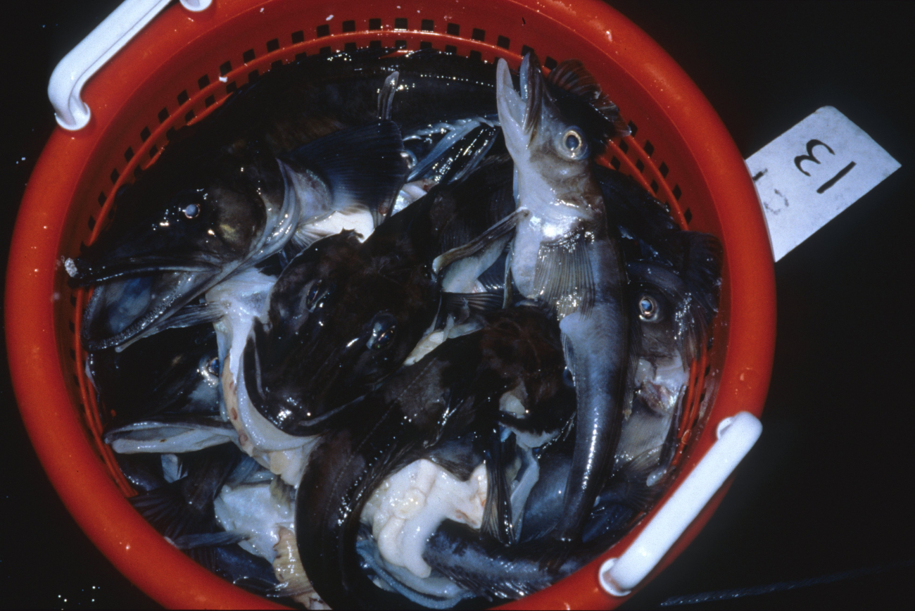 A haul of icefish from a research trawl