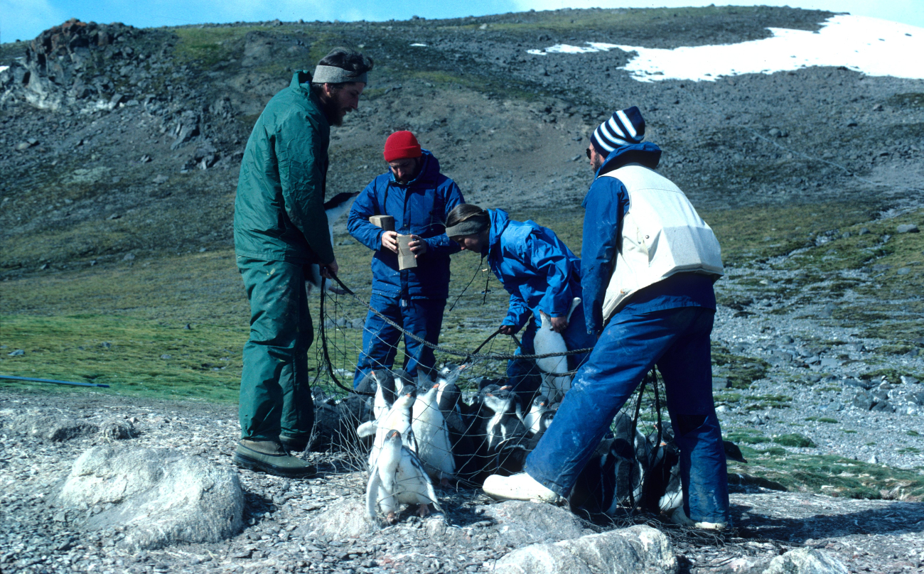 Capturing gentoo penguins for tagging and diet analysis; the birdsare then released unharmed