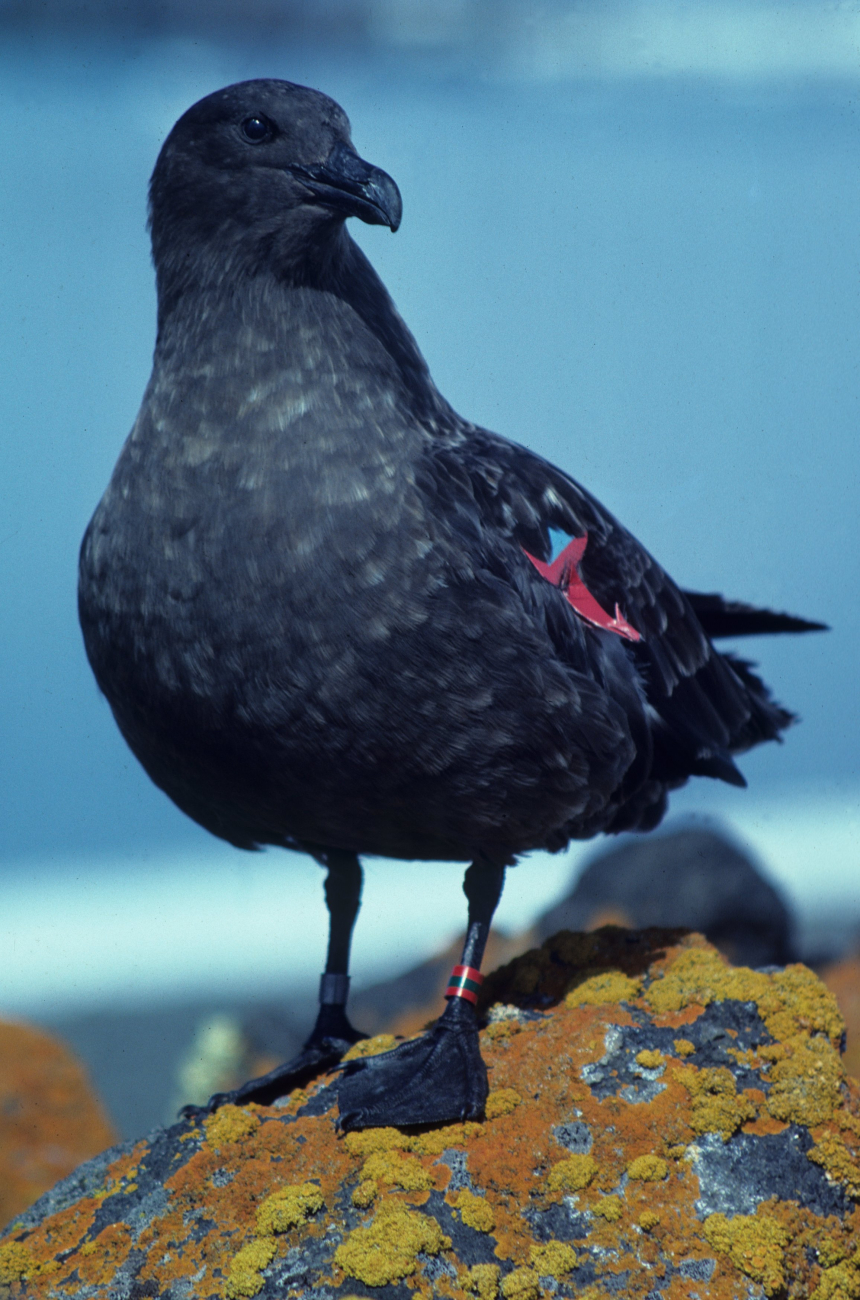 An adult skua stands on a lichen-covered rock