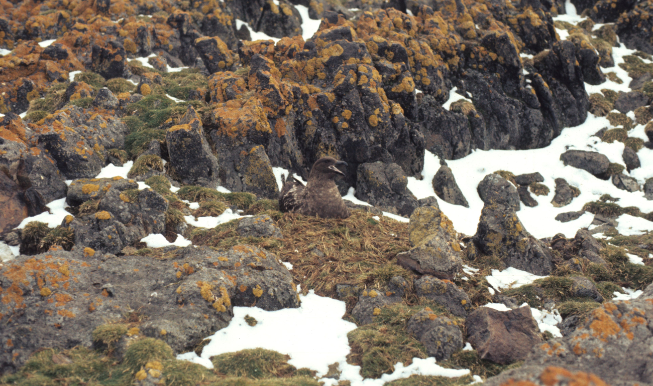 A brown skua sits on its nest, barely visible amid the mottled pattern of browns and oranges on the surrouding rocks