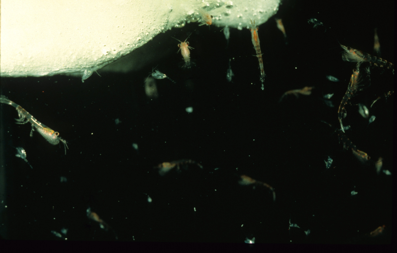 Antarctic krill (Euphausia superba) feeding at the ice edge