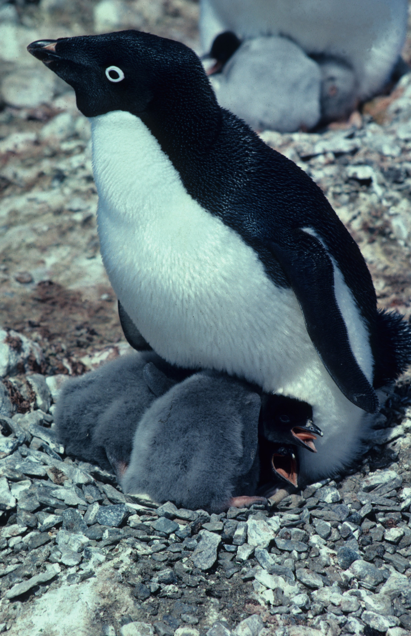A nesting Adelie penguin
