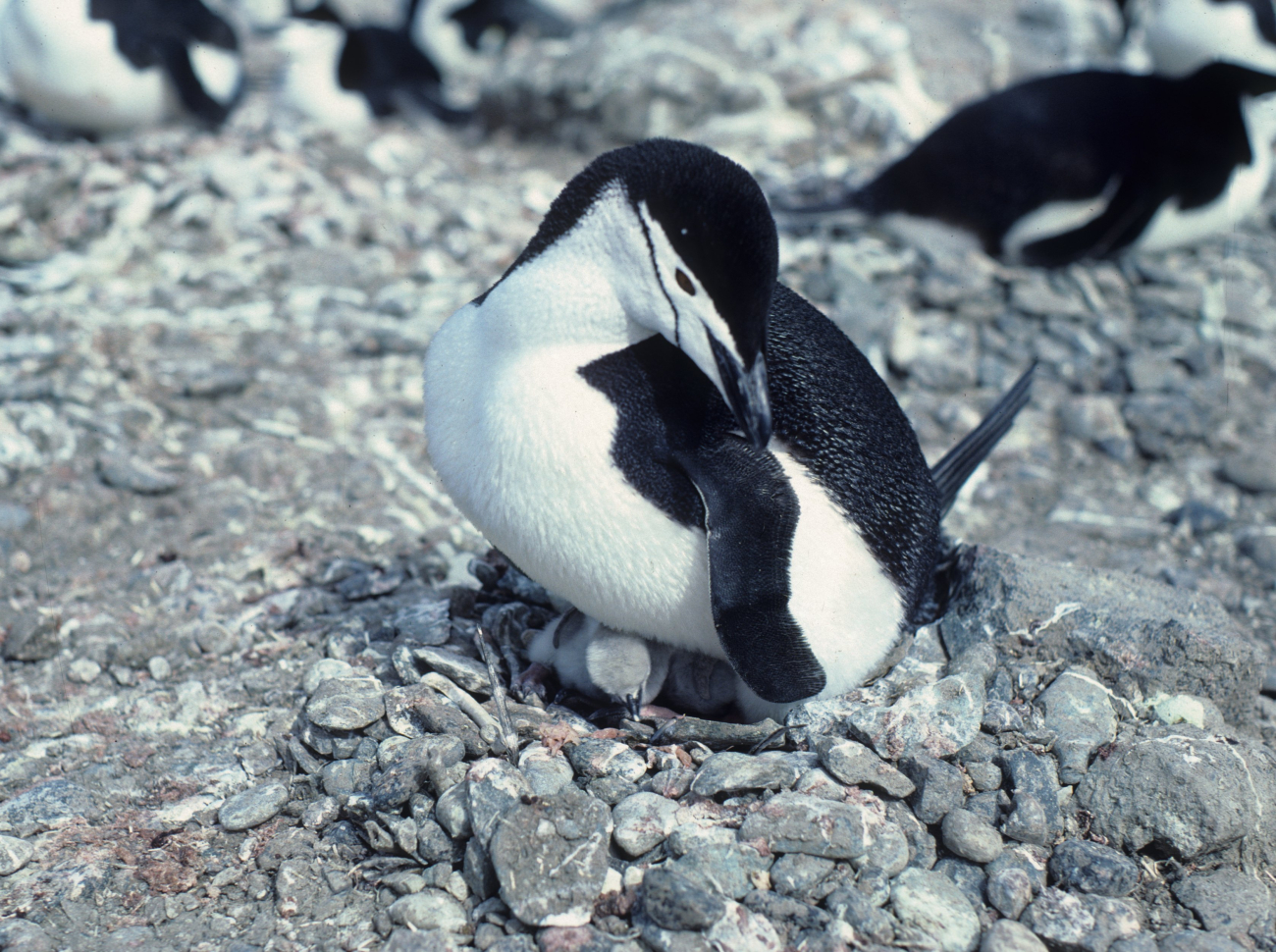 A chinstrap penguin and chick
