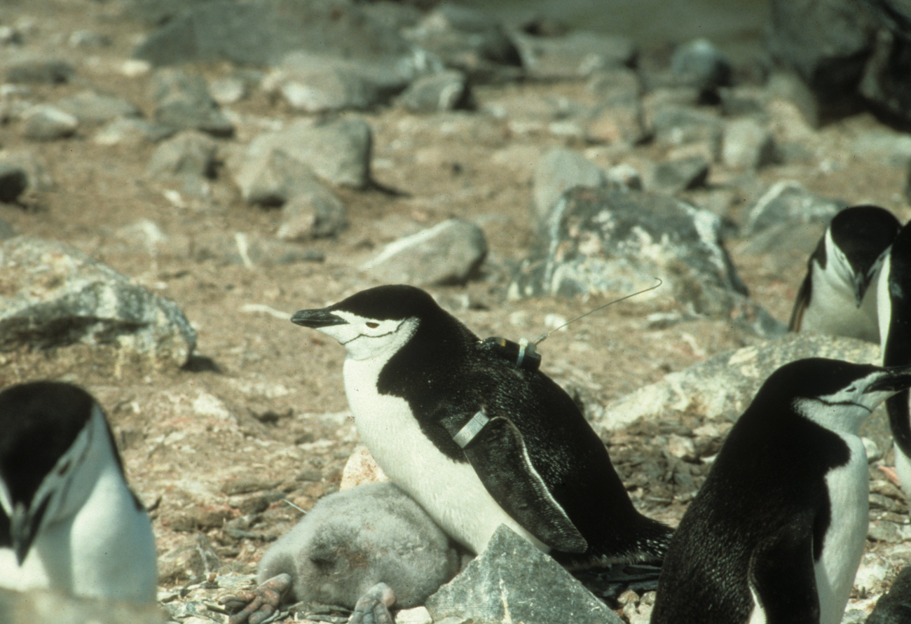 A chinstrap penguin oufitted with a radio transmitter