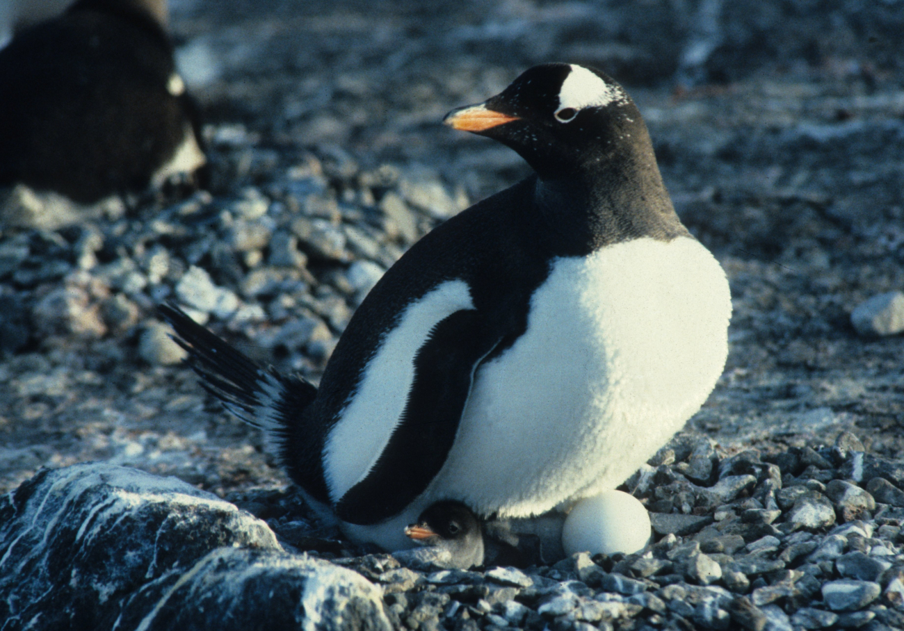Asynchronous hatching in a gentoo penguin nest