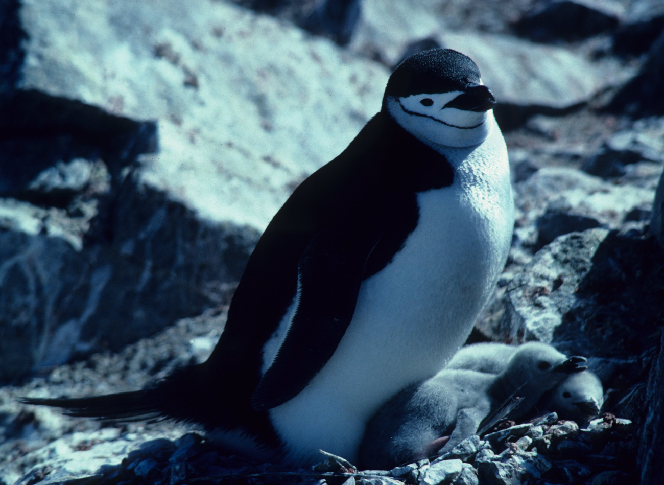 A chinstrap penguin with two chicks