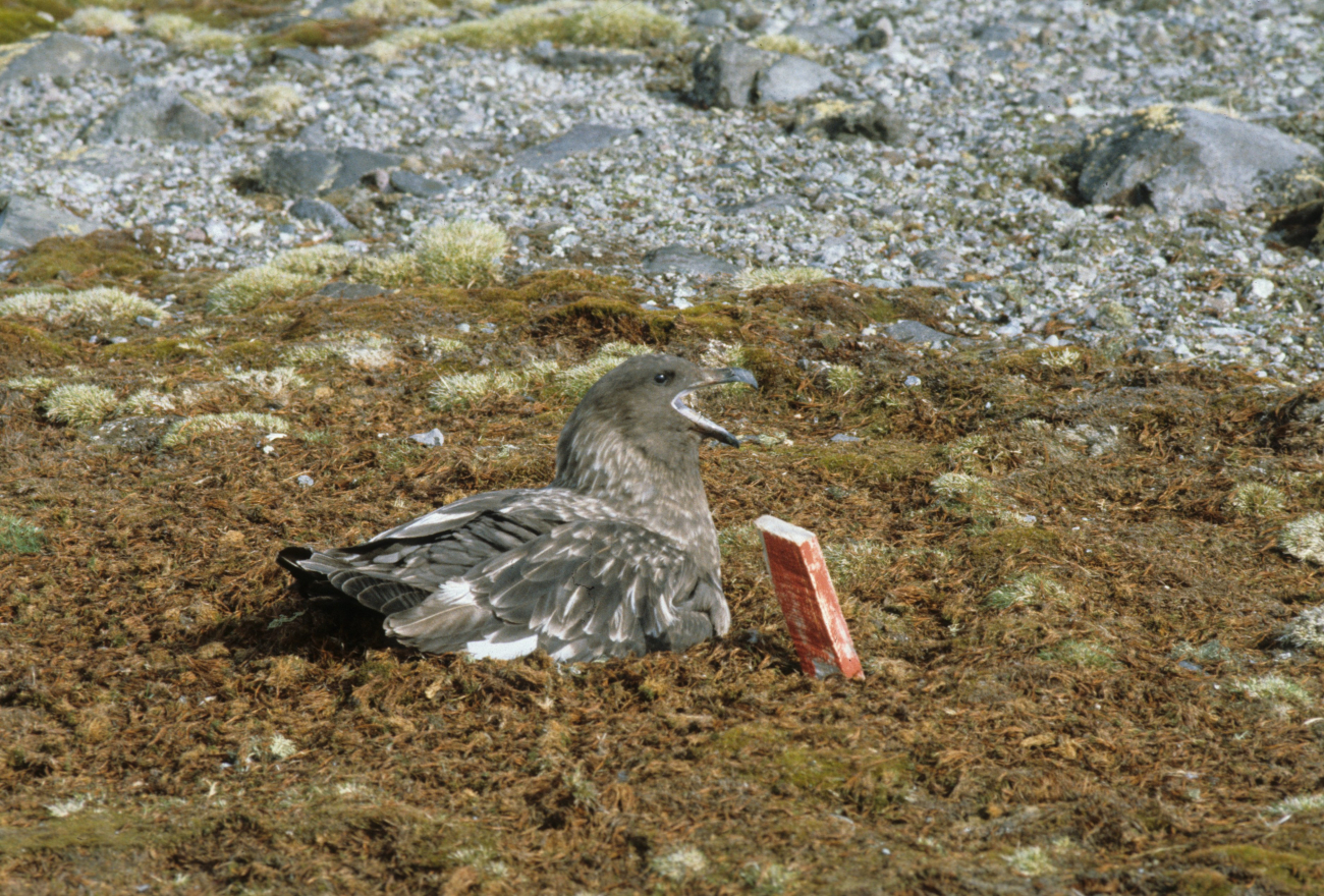 An adult skua sits on its nest near a nest marker