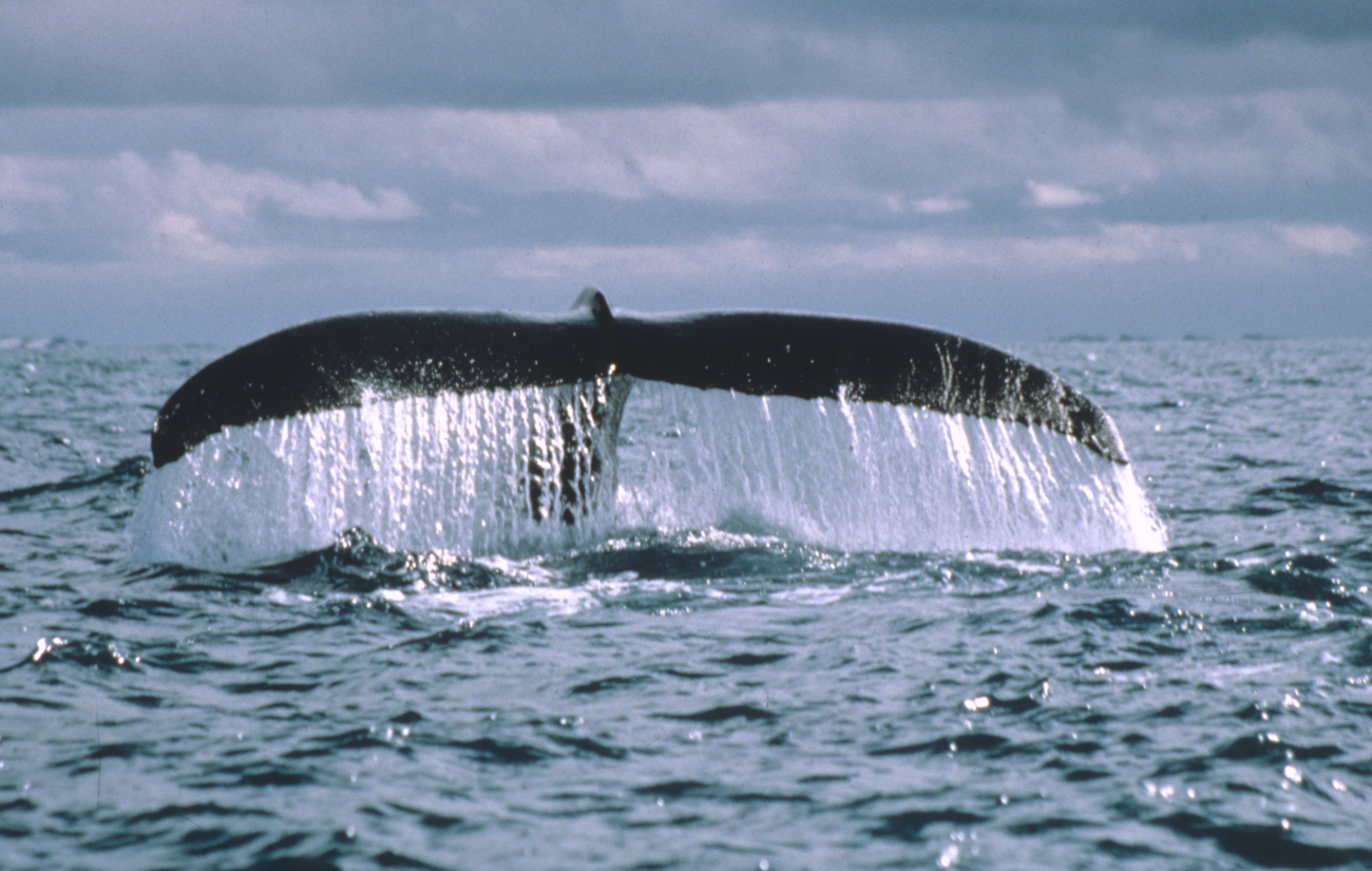 The tail flukes of a humpback whale