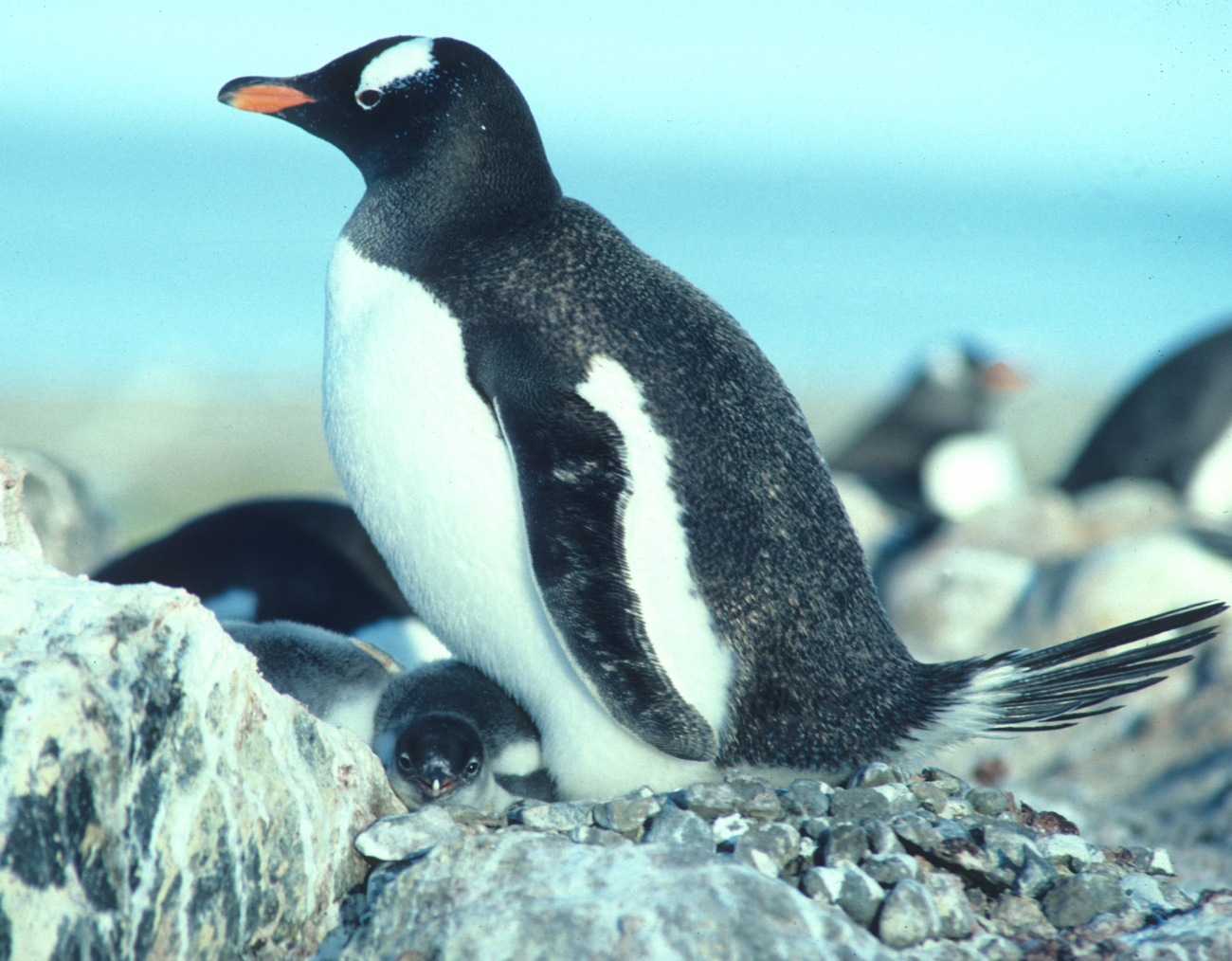 A gentoo penguin keeping its chicks warm