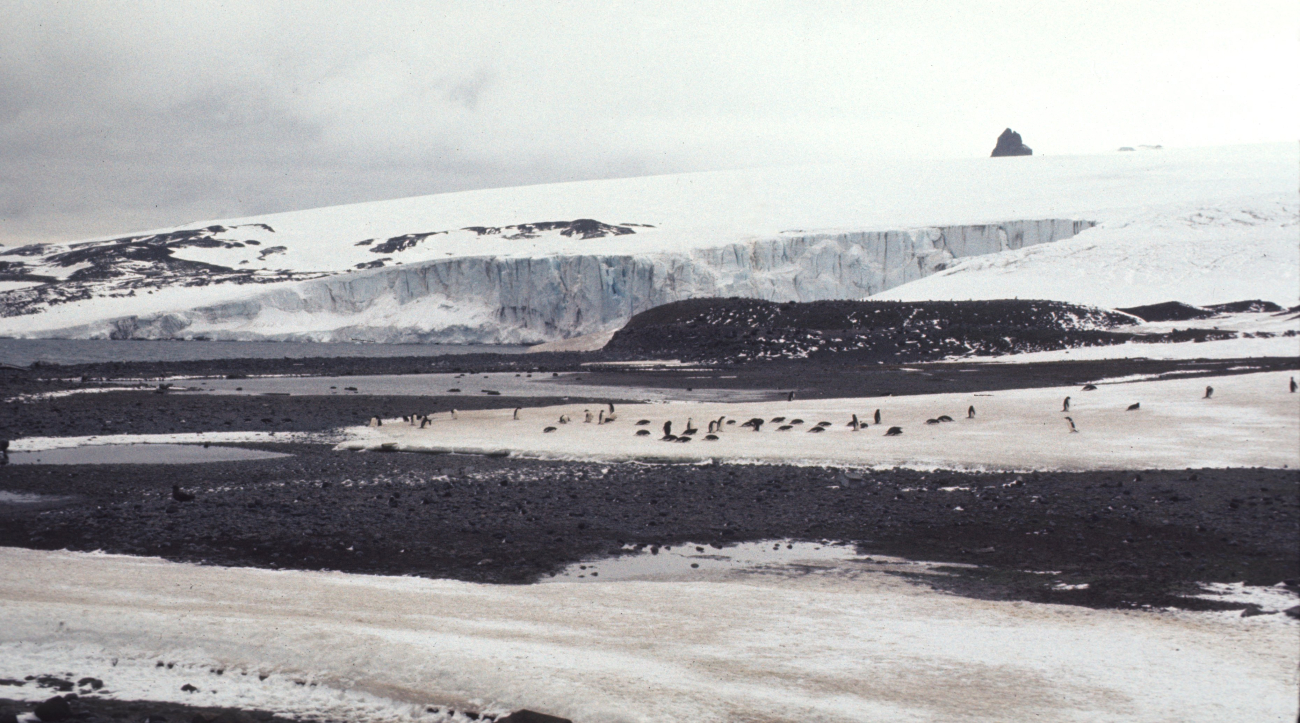A group of Adelie penguins at King George Island in 1977