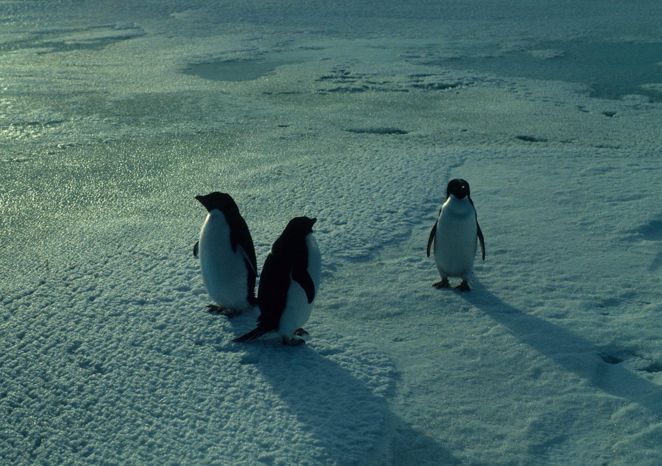 Three adult Adelie penguins convene on a snowy beach