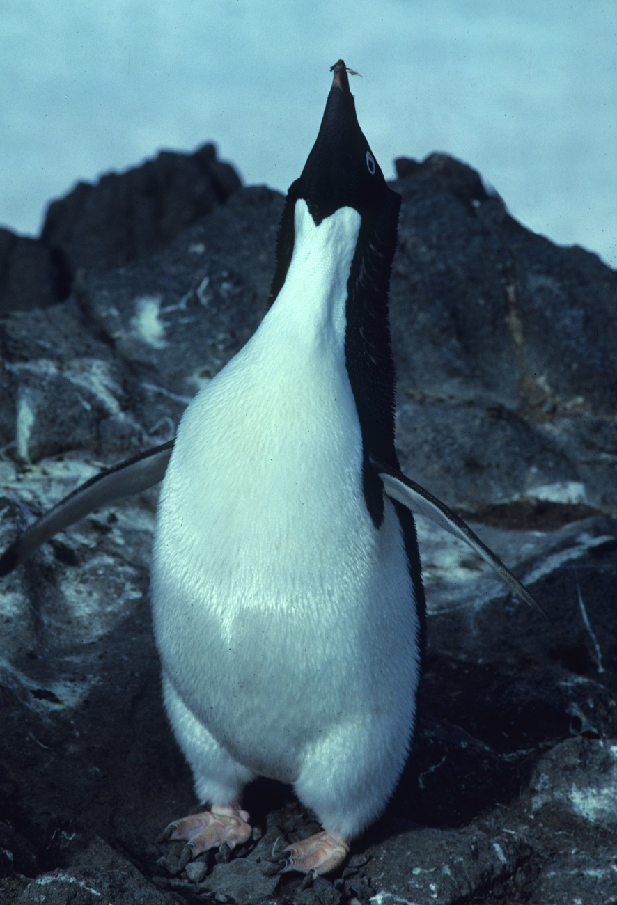 A male Adelie penguin performs a courtship display
