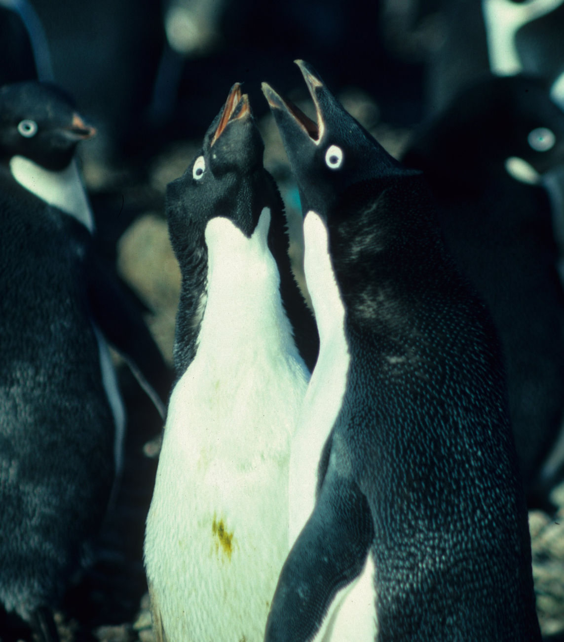 Territorial Adelie penguins confront each other near their nesting sites
