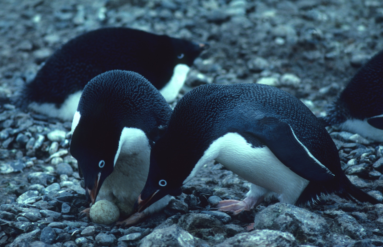 A pair of nesting Adelie penguins, guarding the first egg of the clutch