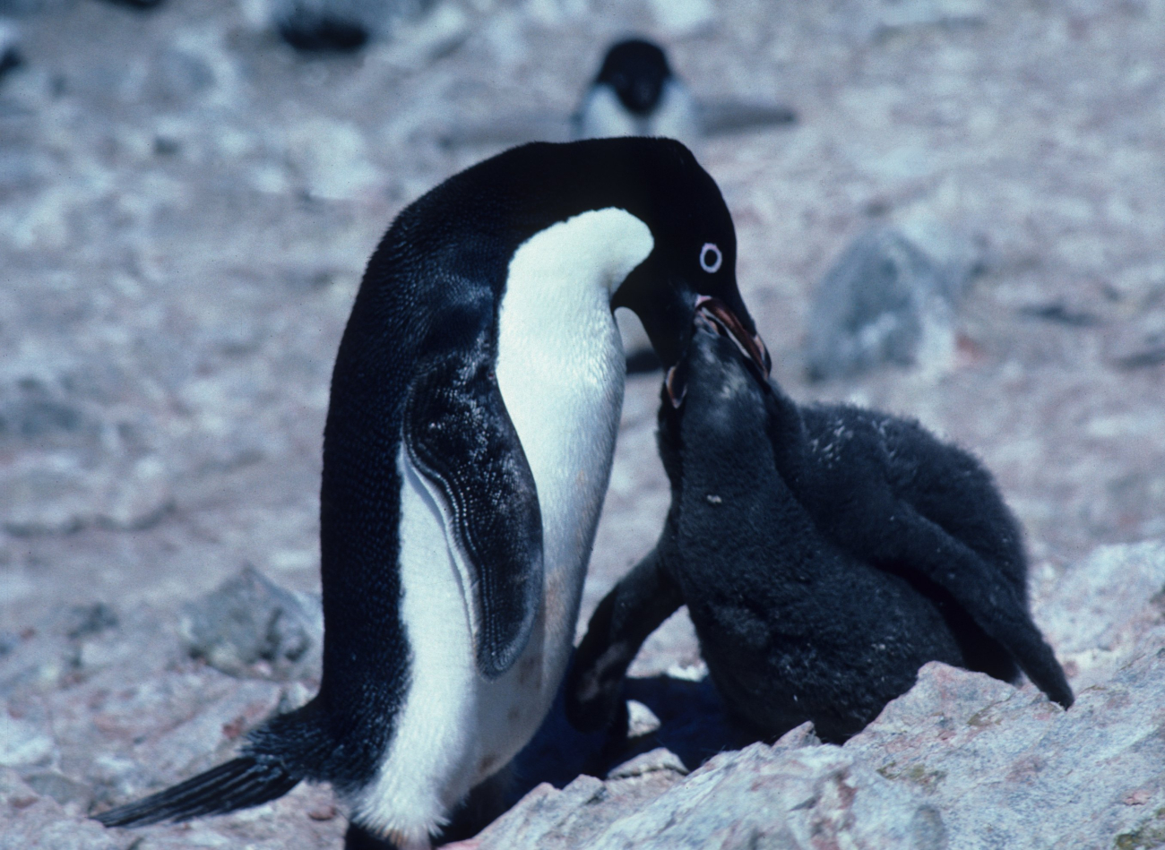 This Adelie penguin, recently returned from foraging, is feeding its chick,has been waiting for its parent's return for several days