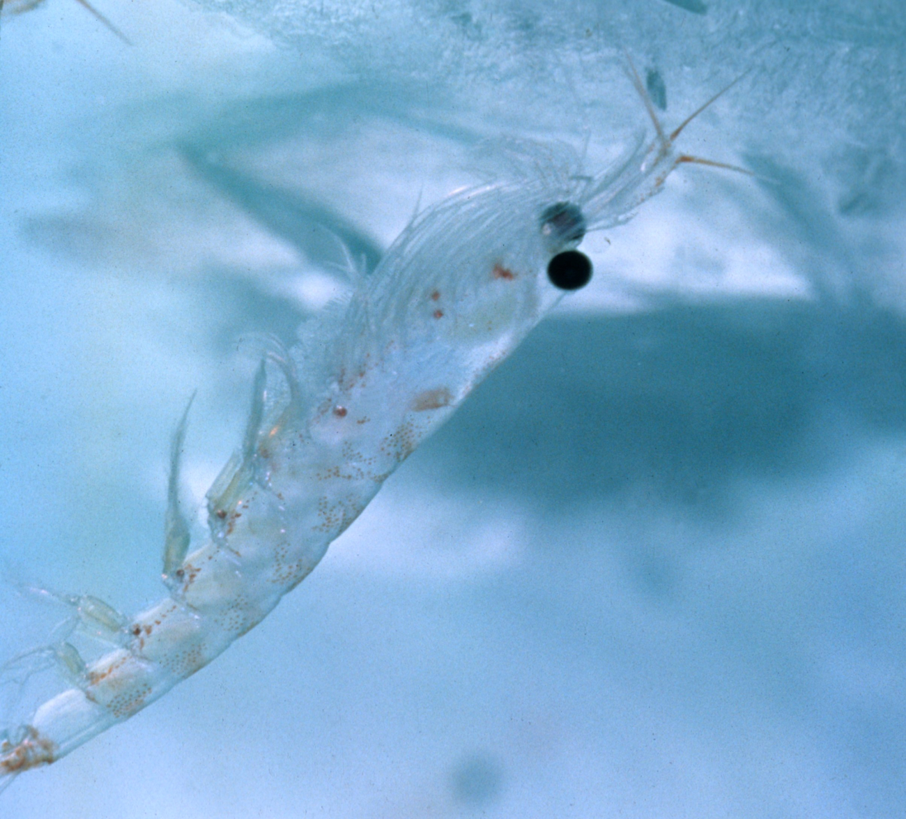 An Antarctic krill, Euphausia superb, can be seen here feeding under the icelayer that forms on the surface of the ocean during the winter