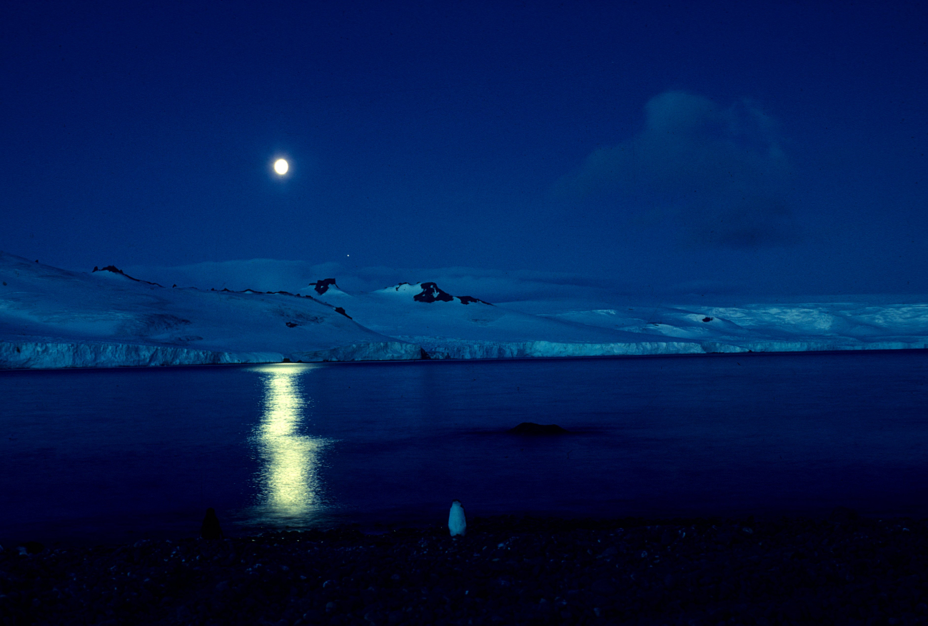 A lone chinstrap penguin stands in the moonlight in Admiralty Bayon King George Island
