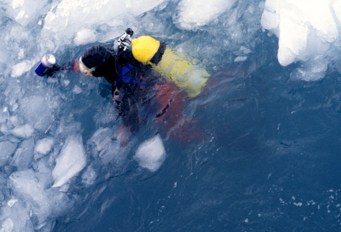 A SCUBA diver in the icy Southern Ocean