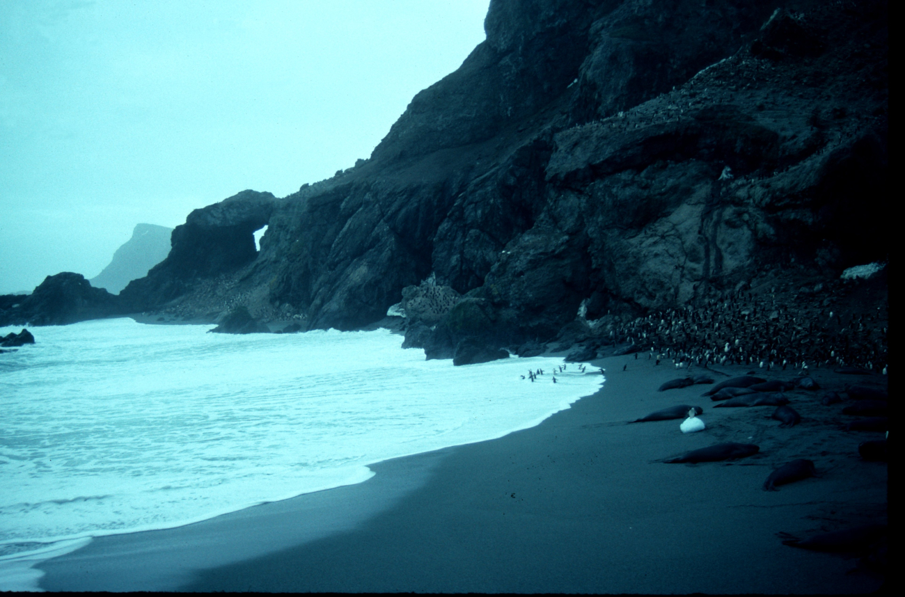 Chinstrap penguins and elephant seals share the beach at Seal Island