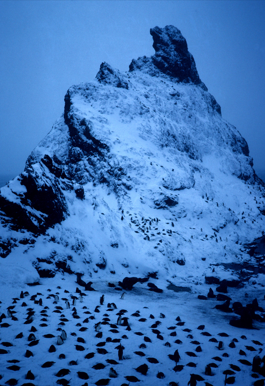 Chinstrap penguins congregate at a snowy pinnacle in Seal Island