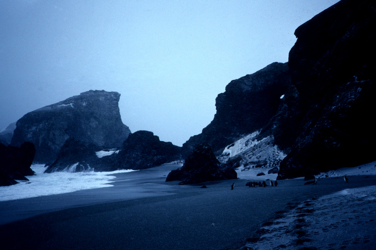 A seaside colony of chinstrap penguins at Seal Island in 1991