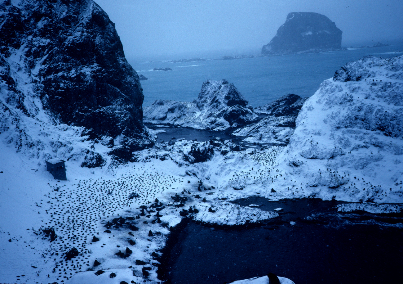 A seaside colony of penguins at Seal Island in 1991