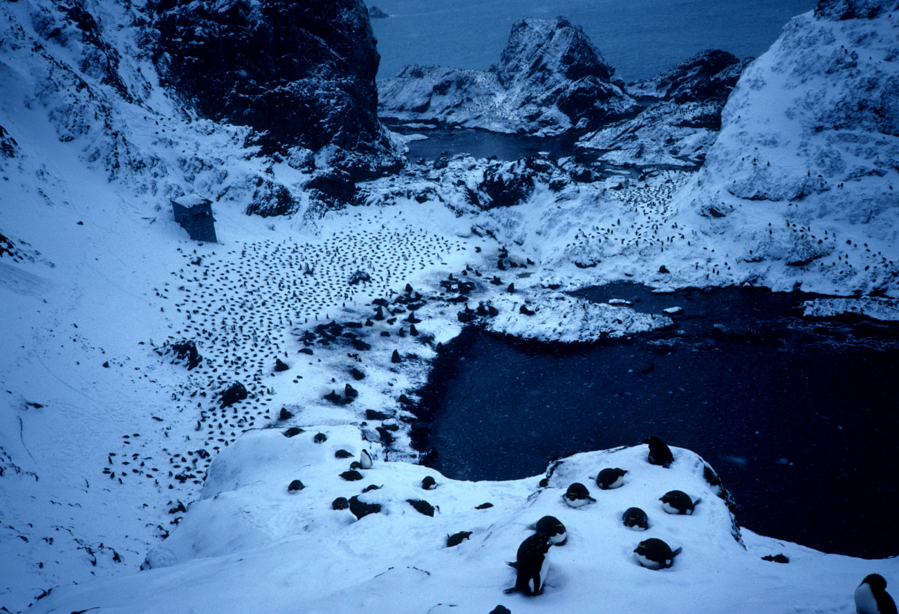An Adelie penguin colony, with an observation shack visible in the distance 