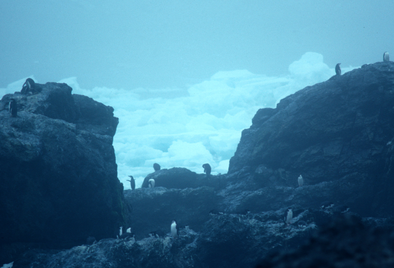 Chinstrap penguins at Seal Island in 1991