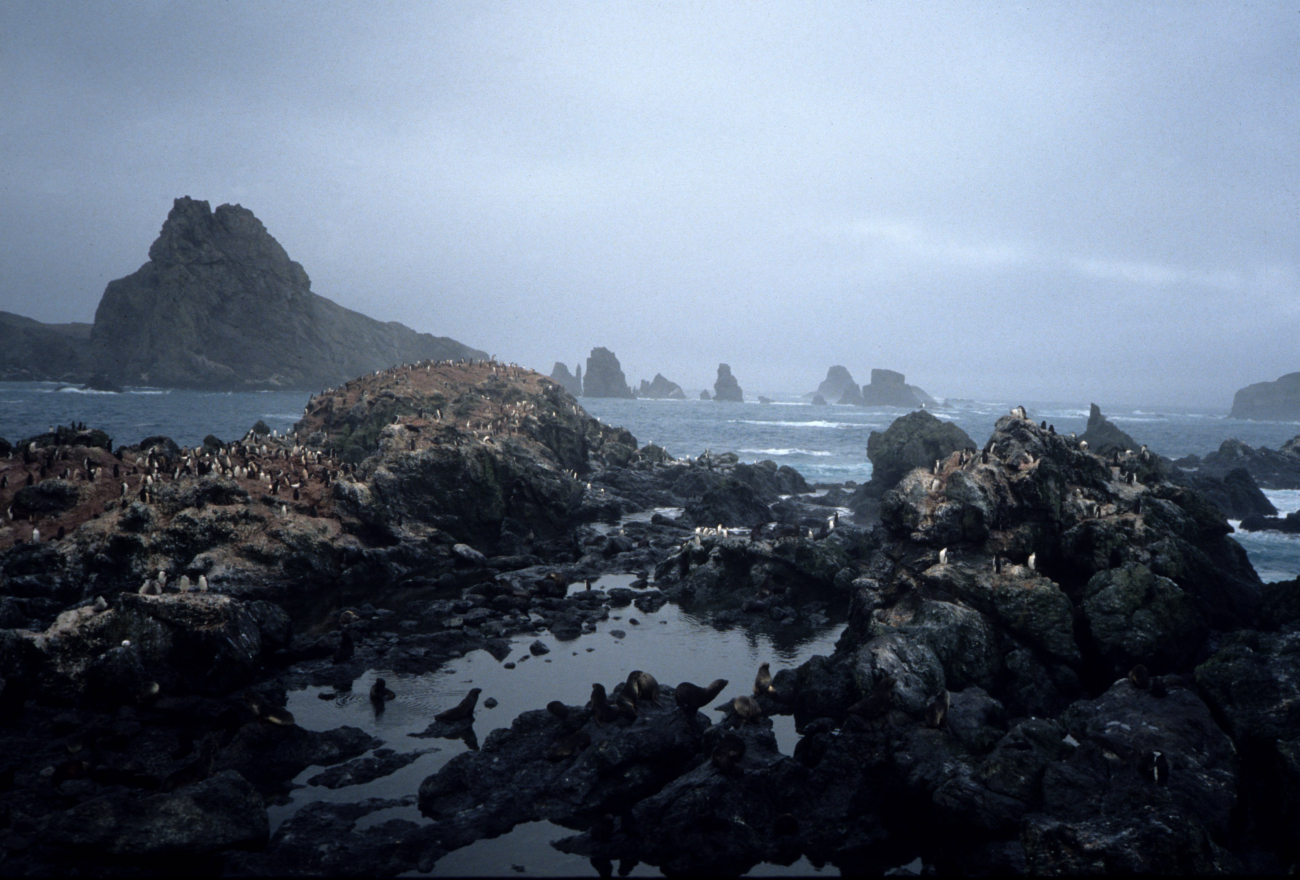 Penguins and seals around a rocky cove at Seal Island, 1991