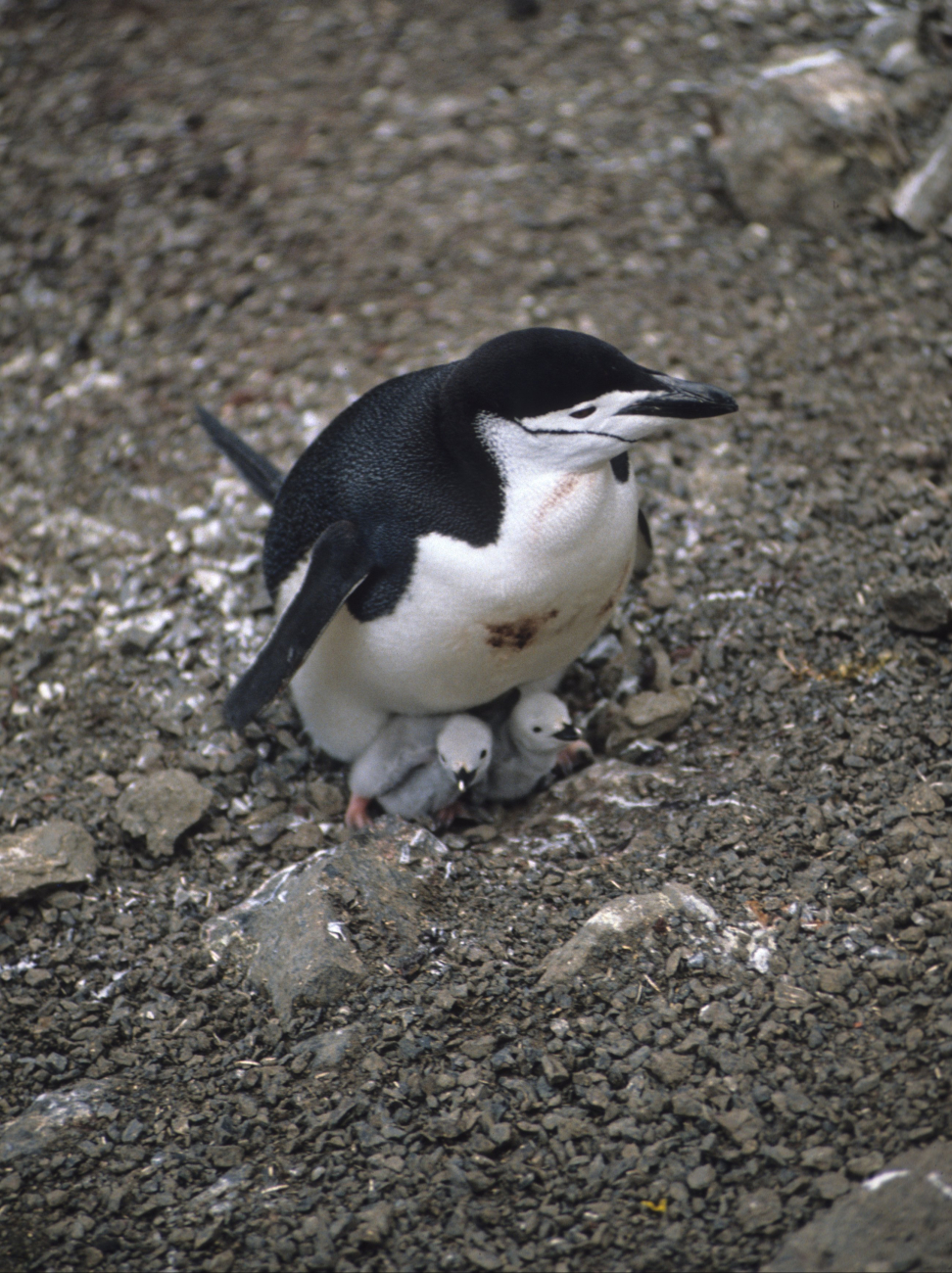An adult chinstrap penguin with two chicks