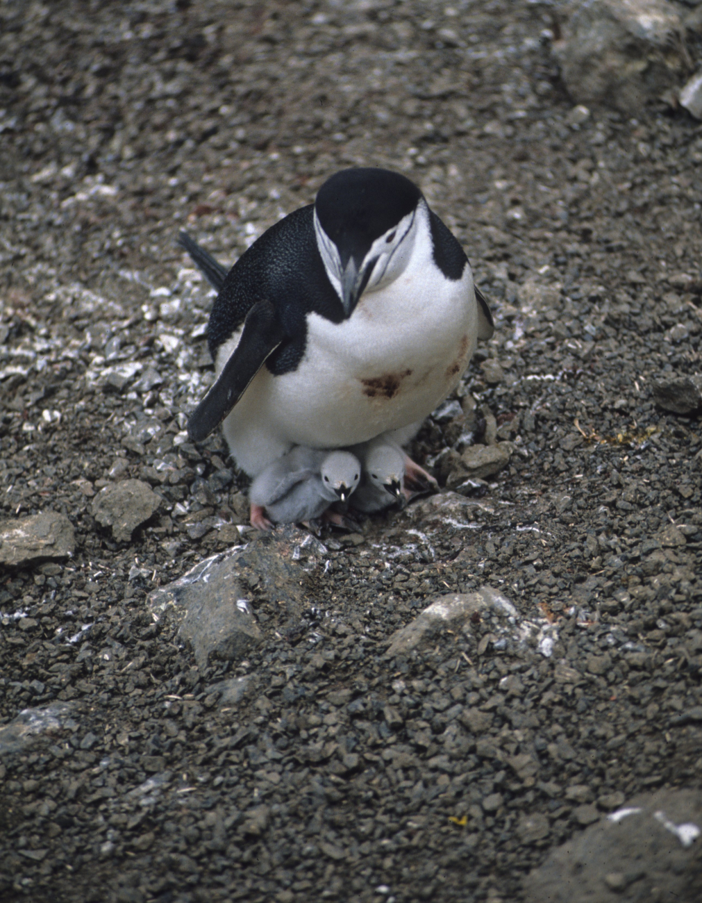 An adult chinstrap penguin with two chicks