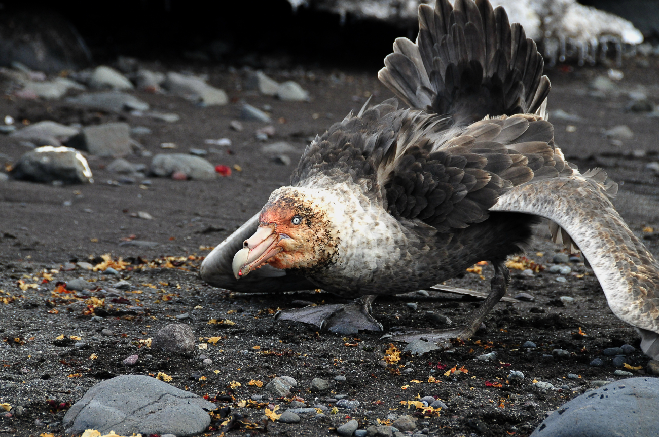 A southern giant petrel uses the posture known as the sealmaster posture- wings outstretched, tail raise and beak pointed at the enemy - to guard itsmeal from an intruder