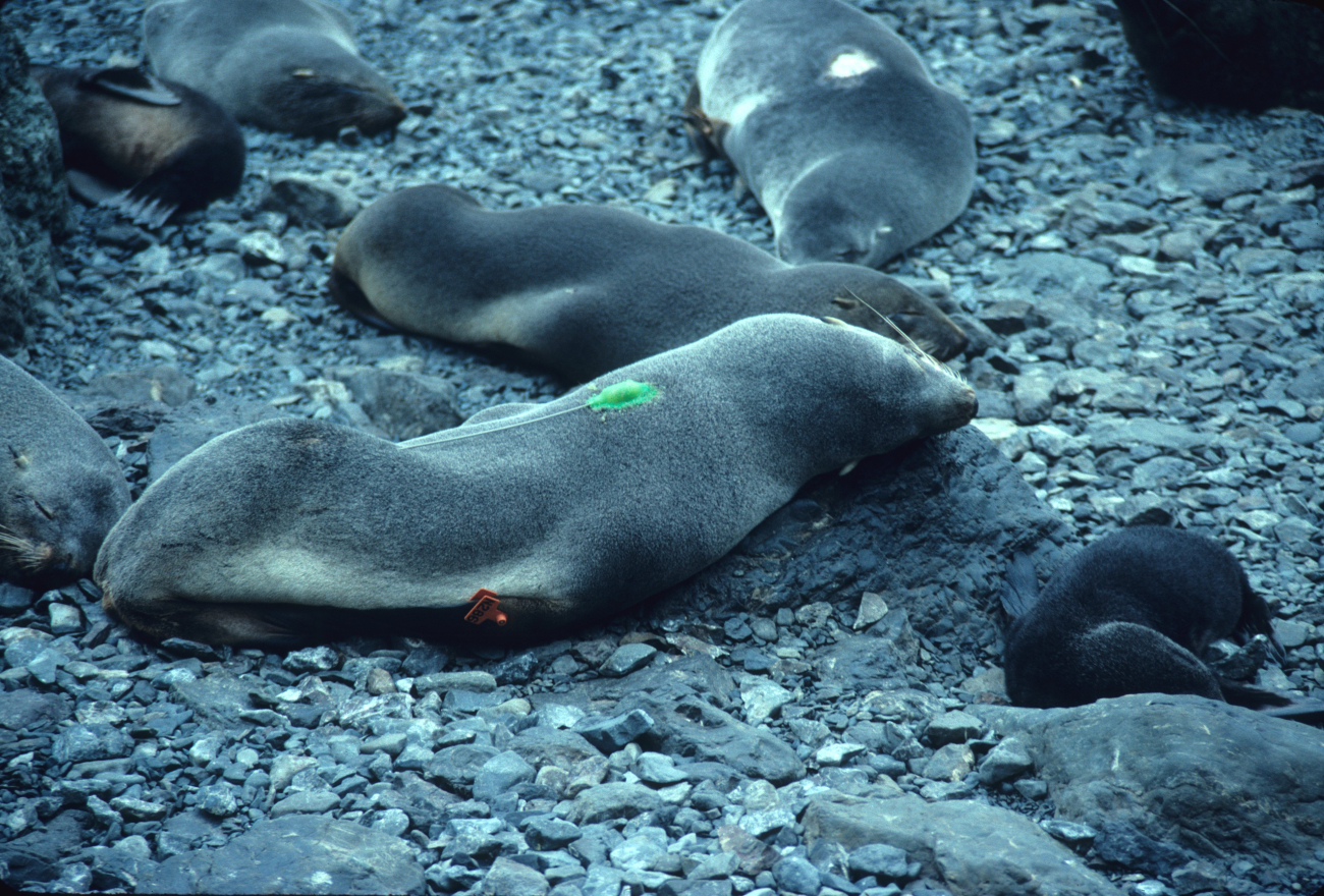 A fur seal with a flipper tag and radio transmitter