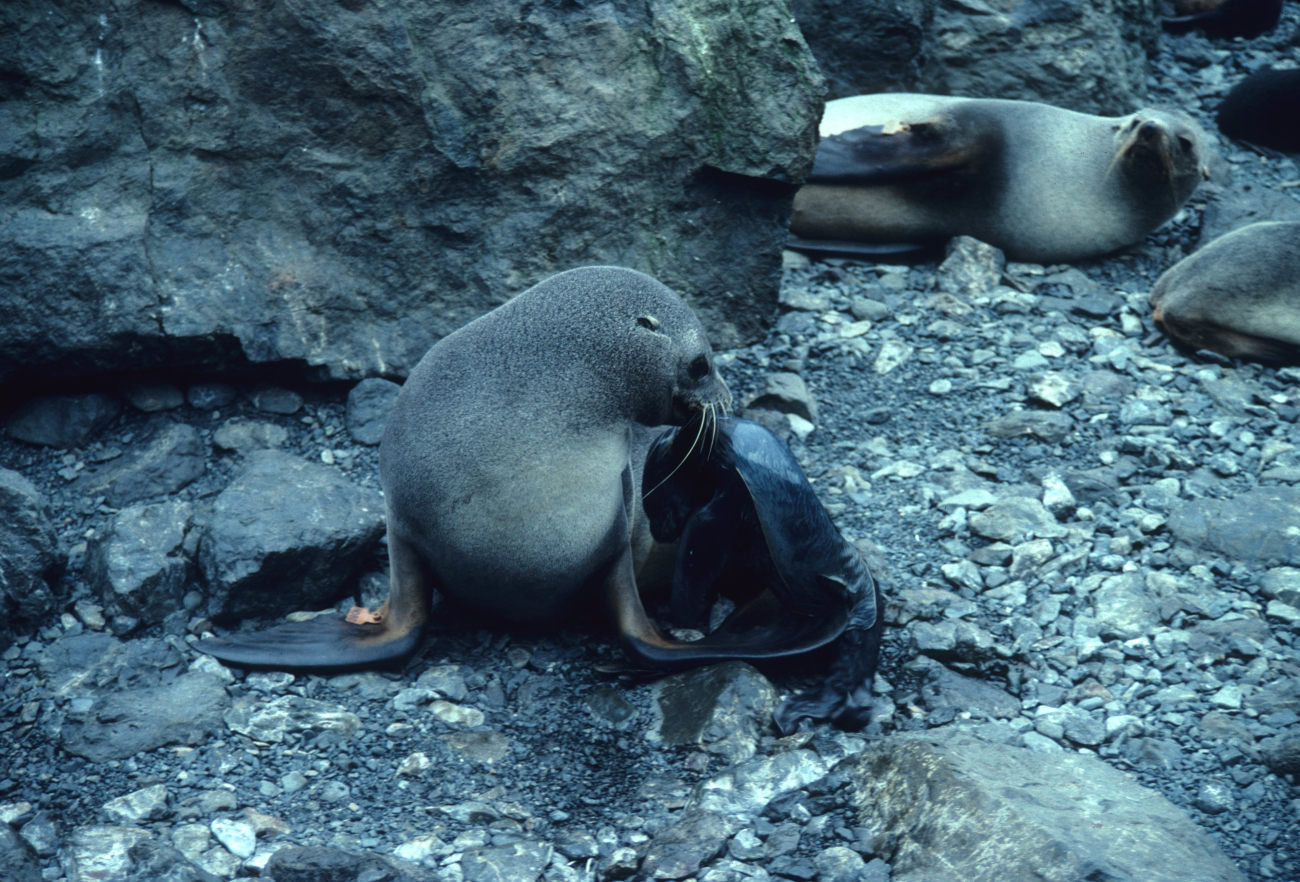 A tagged Antarctic fur seal with her newborn pup