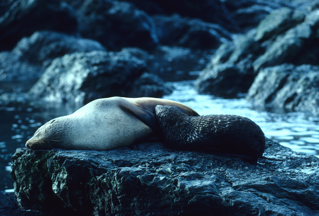 A nursing Antarctic fur seal pup 