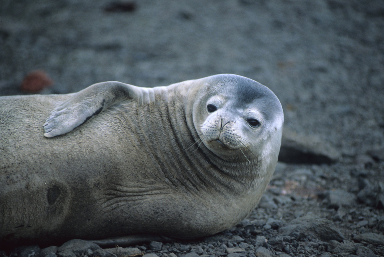 A resting Weddell seal
