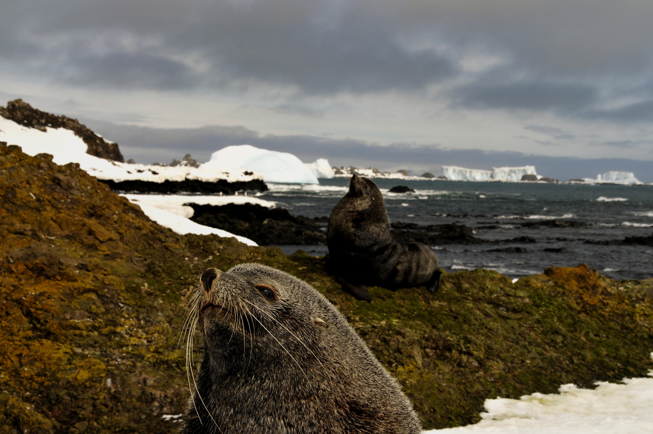 Male fur seals, basking on the beach